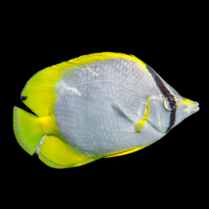 Caribbean Reef Butterfly Fish Chaetodon Ocellatus