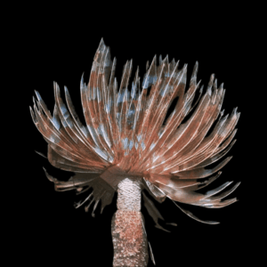 Carribean Feather Duster Fan Worm Sabellastarte Magnifica