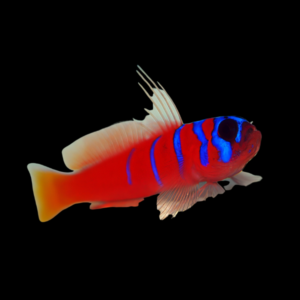 Catalina Goby Lythrypnus Dalli