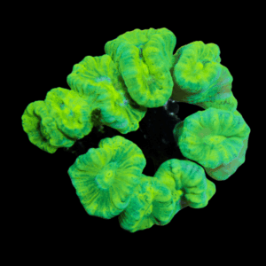 Caulastria Metallic Green Hard Coral Caulastrea Furcata