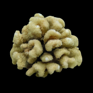 Cauliflower Hard Coral Pocillopora Sp