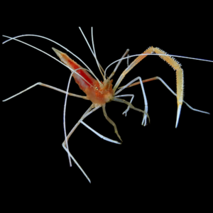 Cave Shrimp Stenopus Pyrsonotus