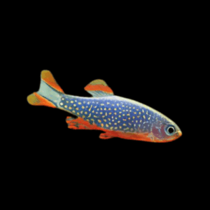 Celestial Pearl Danio Danio Margaritatus 2cm