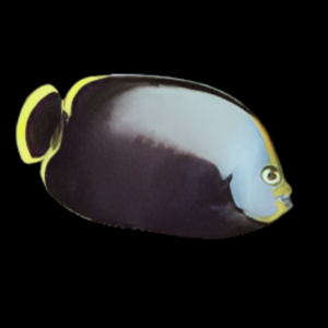 Black Velvet Angelfish Chaetodontoplus Melanosoma