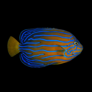 Chinese Blueline Angelfish Chaetodontoplus Septentrionalis