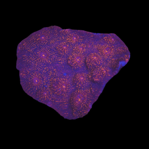 Chalice Orange Blue Hard Coral Echinophyllia Sp