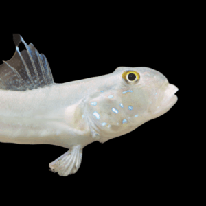 Chalk Goby Valenciennea Sexguttata