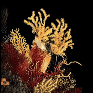 Chameleon Polyp Gorgonian Paramuricea Chamaeleon