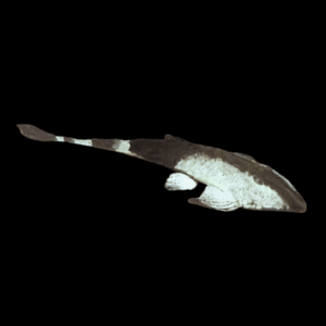 Chameleon Whiptail Catfish Pseudohemiodon Apithanus 15cm