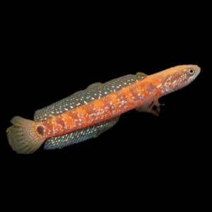 Chinese Red Snakehead Channa Asiatica 10cm