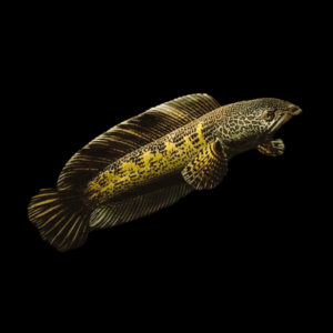 Black and Gold Cobra Snakehead Chana Aurantimaculata 12cm