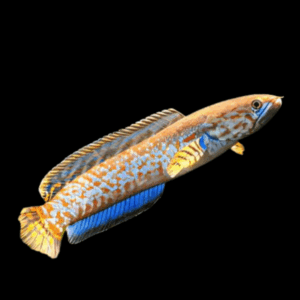 Dwarf Rainbow Snakehead Channa Bleheri 10cm