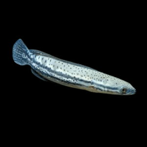 Malabar Snakehead Channa Diplogramma 10cm
