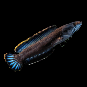Dwarf Snakehead Channa Gachua 10cm