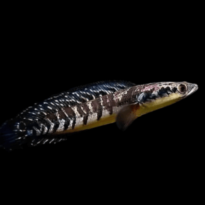 Yellow Emperor Snakehead Channa Maruliodes 10cm