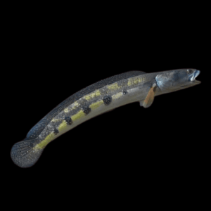 Bullseye Snakehead Channa Marulius 10cm