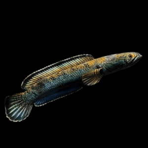 Meghalaya Leopard Snakehead Channa Pardalis 20cm