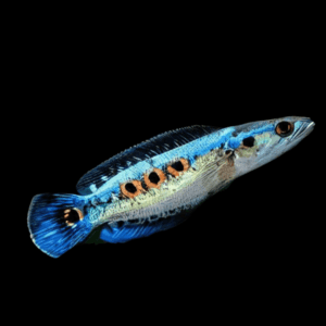 Ocellated Snakehead Channa Pleurophthalma 10cm