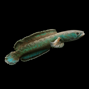 Green Emerald Snakehead Channa Royi 10cm
