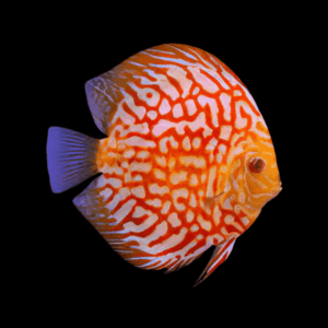 Checkerboard Discus