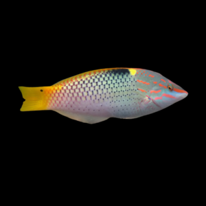 Checkerboard Wrasse Halichoeres Hortulanus