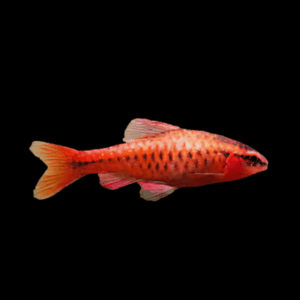 Cherry Barb Puntius Titteya 3cm