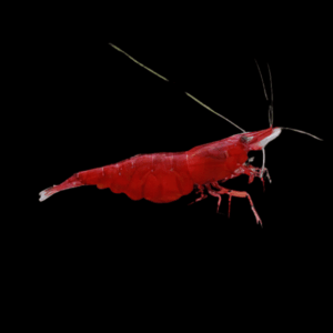 Cherry Red Shrimp Neocaridina Davidi 2cm