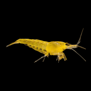 Cherry Yellow Shrimp Neocaridina Davidi 2cm