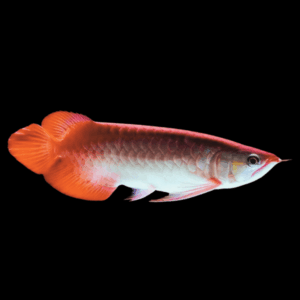 Chilli Red Arowana Scleropages Formosus 20cm