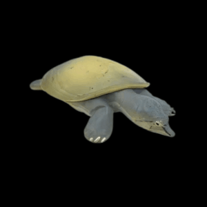 Chinese Soft Shell Turtle Pelodiscus Sinensis Juvenile 5cm