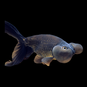 Chocolate Bubble Eye Goldfish