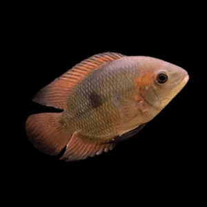 Chocolate Cichlid Hypselecara Temporalis 5cm
