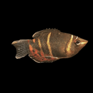 Chocolate Gourami Sphaerichthys Osphromenoides 3cm