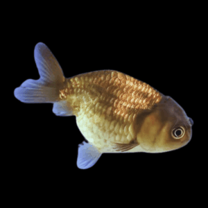 Chocolate Lionhead Ranchu Goldfish Carassius Auratus 5cm