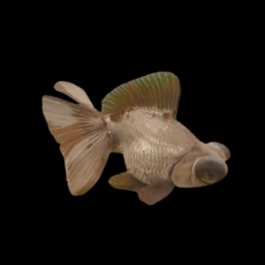 Giant Chocolate Telescope Moor Grade AA Carassius Auratus