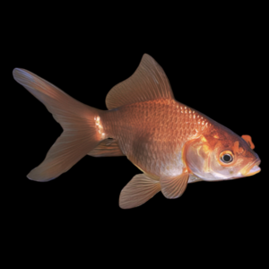 Chocolate Wakin Goldfish