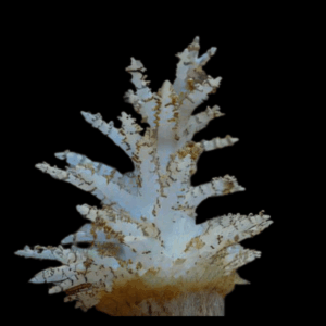 Christmas Tree Soft Coral Sphaerella Sp