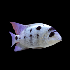 Cichlasoma Argentea Vieja Silver White Cichlid 5cm