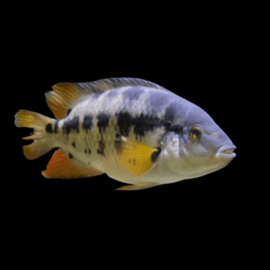 Cichlasoma Atromaculatum Mesoheros Atromaculatus 5cm