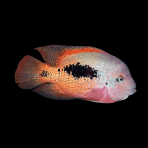 Cichlasoma Bifasciata Vieja Two Barred Cichlid 5cm