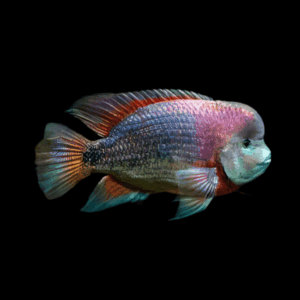 Cichlasoma Breidohri Vieja Angostura Cichlid 5cm