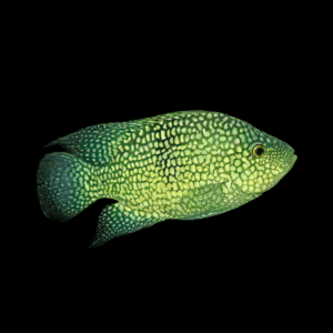 Cichlasoma Carpintis Pearlscale Cichlid