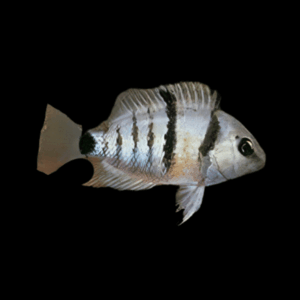 Cichlasoma Cutteri Spilurum Blue Eyed Cichlid 5cm