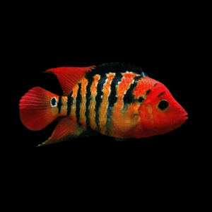 Cichlasoma Festae Red Terror Cichlid 5cm