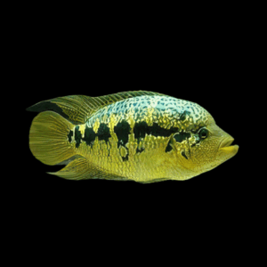 Cichlasoma Friedrichsthalii Yellow Jacket Cichlid 5cm