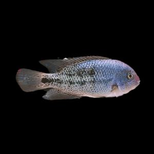 Cichlasoma Hartwegi Vieja Tailbar Cichlid 5cm