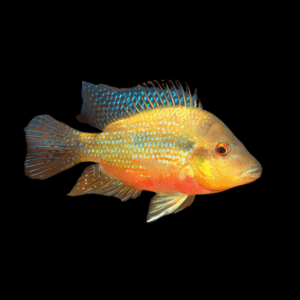 Cichlasoma Longimanus Red Breast Cichlid 5cm
