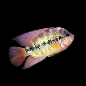 Cichlasoma Lyonsi Lyonsi Cichlid 5cm