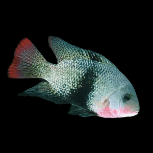 Cichlasoma Maculicauda Vieja Black Belt Cichlid 5cm