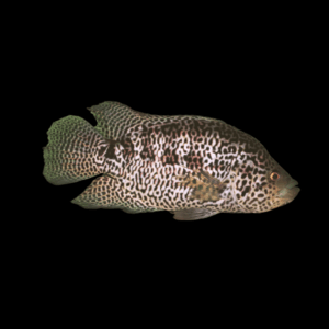 Cichlasoma Managuense Jaguar Cichlid